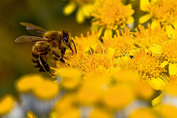 Organic Honey