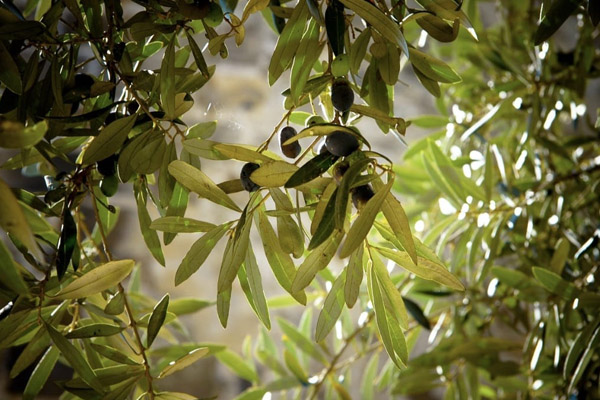 Olive Oil